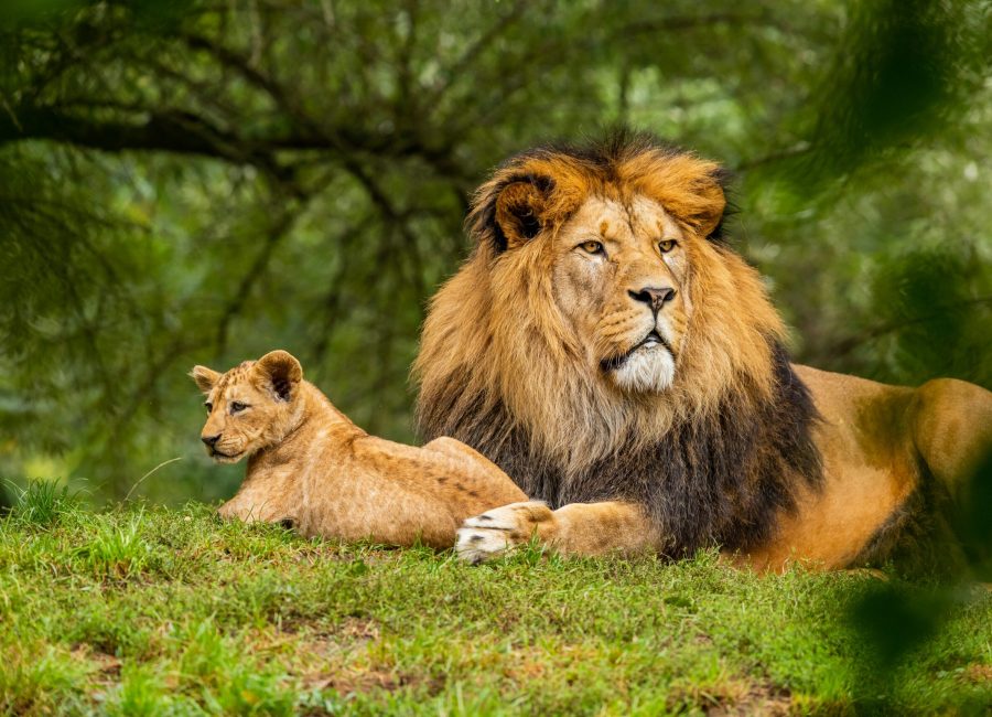 3 days tanzania safari