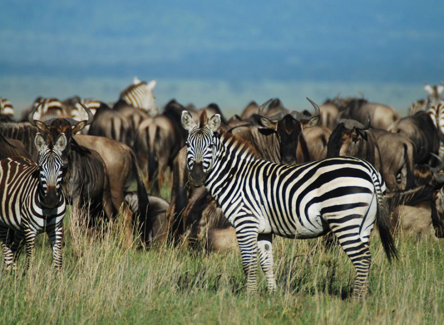 5 days Tanzania safari