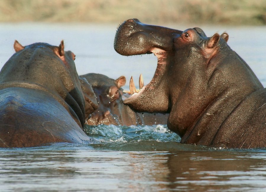 hippopotamus